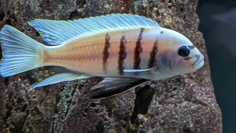 Cynotilapia sp. 'hara' Gallireya Reef
